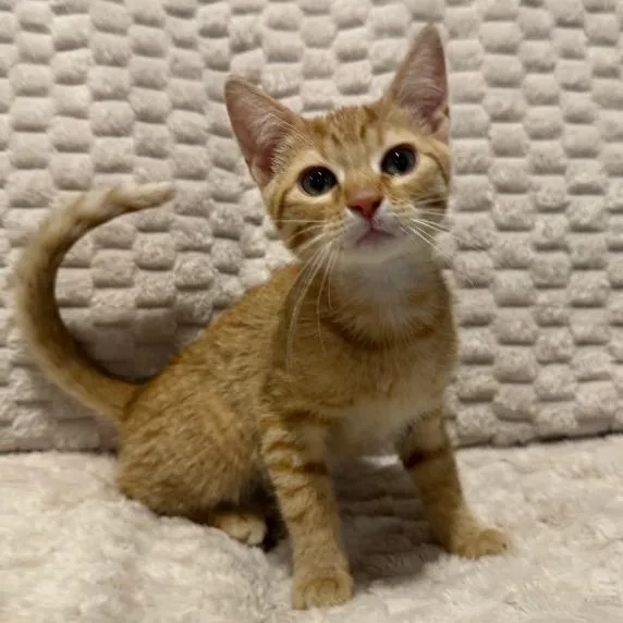 A baby small-sized male Buff / Tan / Fawn Domestic Short Hair cat named Cinco for adoption in Overland Park, KS