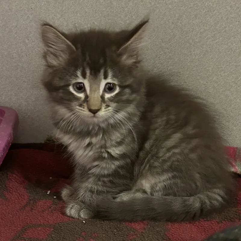 A baby medium-sized female Tabby (Brown / Chocolate) Domestic Short Hair cat named Sunny Side Up for adoption in Mason City, IA