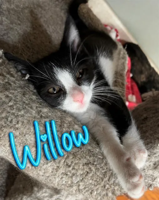 A baby small-sized male Domestic Short Hair cat named Willow for adoption in Sacramento, CA