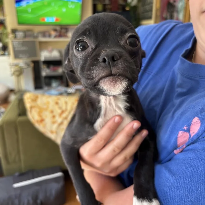 A baby small-sized female Black Pug dog named Pixie for adoption in Ferndale, WA