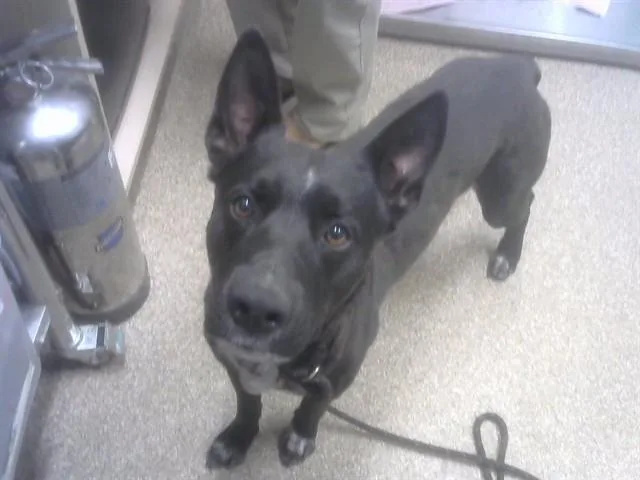 Buster