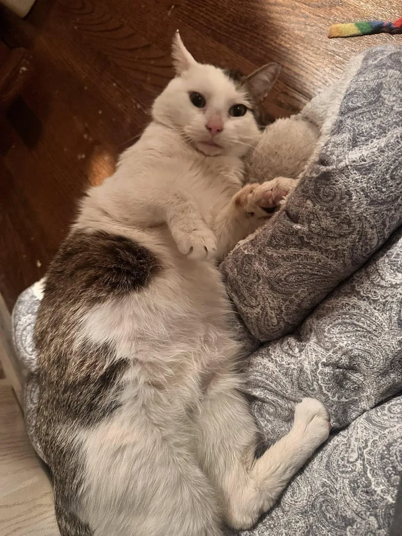 An adult medium-sized male Buff & White Domestic Short Hair cat named Delta for adoption in Lincoln Park, NJ