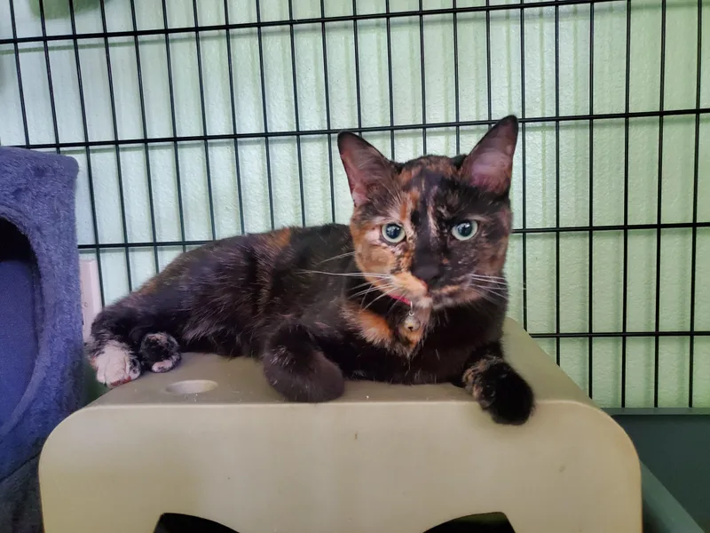 A young medium-sized female Tortoiseshell Domestic Short Hair cat named Luna for adoption in Avalon, CA