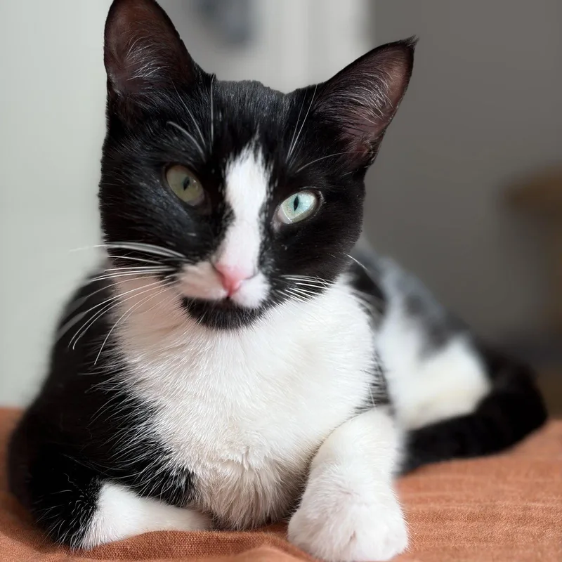 An adult medium-sized female Black & White / Tuxedo Domestic Short Hair cat named Monopoly for adoption in Brooklyn, NY