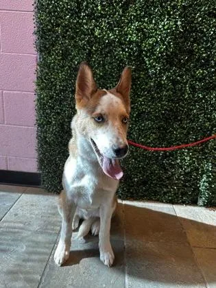 A young large-sized male Brown / Chocolate Mixed Breed dog named Taco for adoption in El Paso, TX