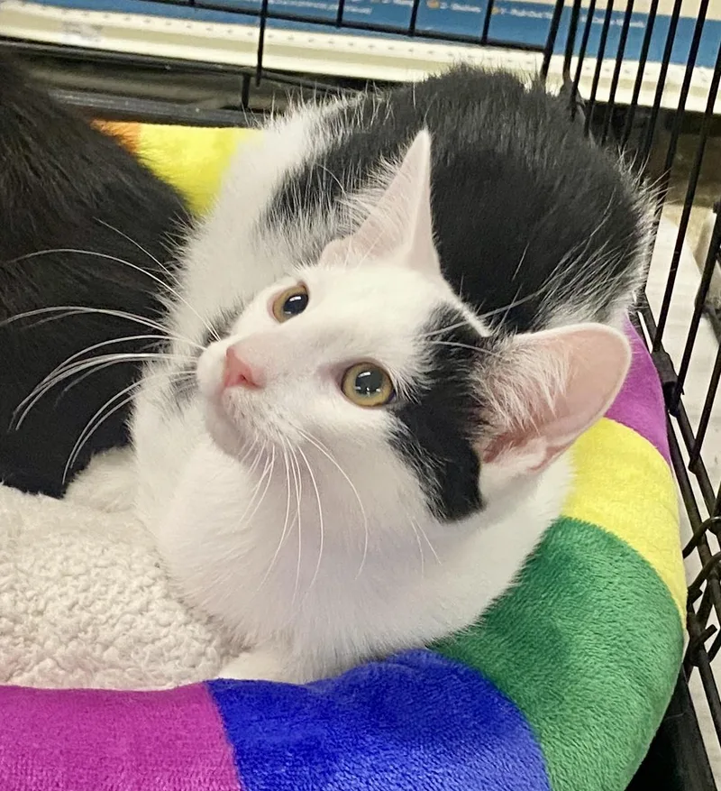 A baby large-sized male Black & White / Tuxedo Domestic Short Hair cat named Rodeo for adoption in Red Bank, NJ