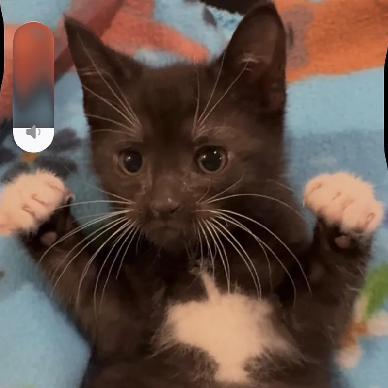 A baby small-sized male Black Domestic Short Hair cat named Bandit for adoption in La Grange, KY