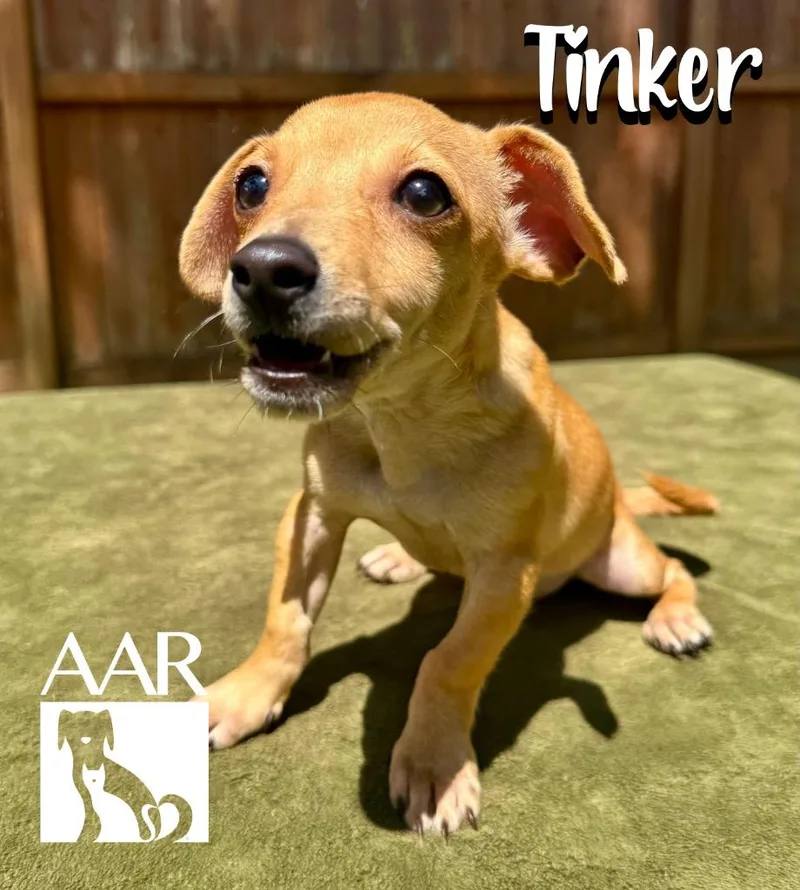 Tinker thumbnail 2