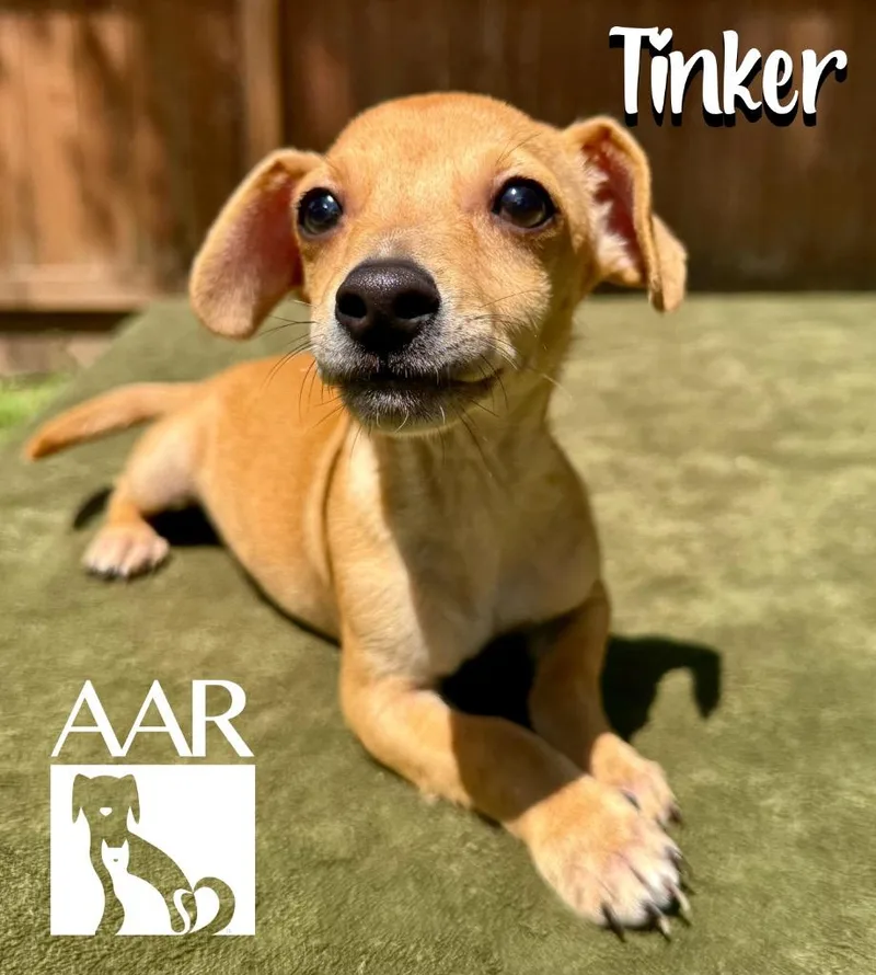 Tinker thumbnail 3