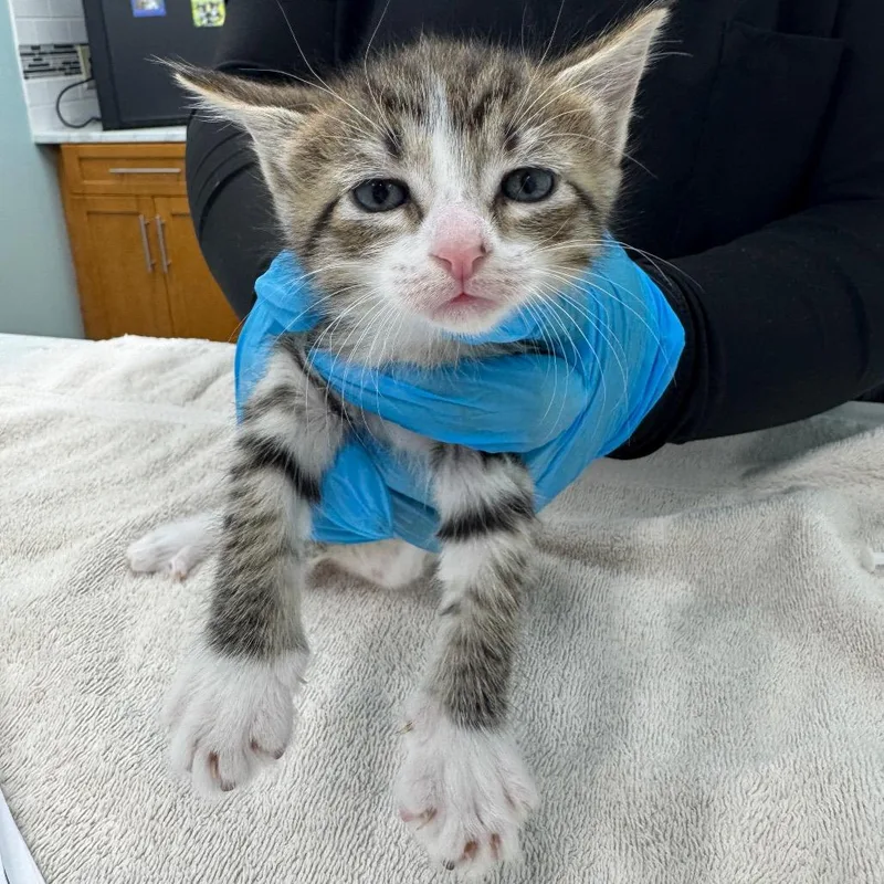 A baby small-sized female Brown / Chocolate Domestic Short Hair cat named Kim Chi for adoption in Hamburg, NY