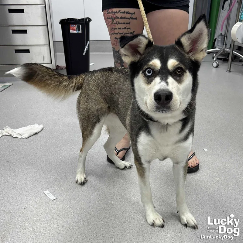 A young medium-sized female Husky dog named Stelly for adoption in Washington, DC