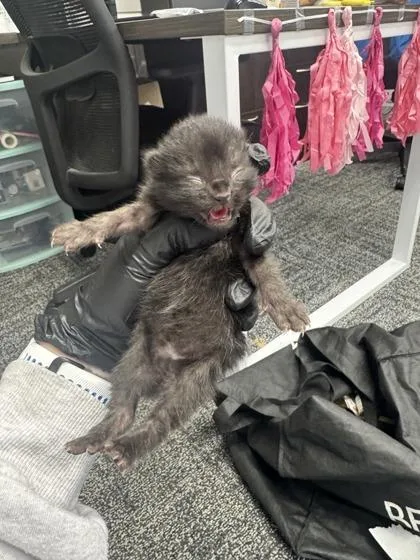 A baby small-sized male Domestic Short Hair cat named Relish for adoption in West Chester, PA