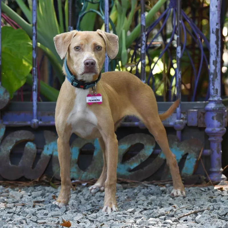 A young medium-sized female Yellow / Tan / Blond / Fawn Labrador Retriever dog named Pawnera for adoption in Wake Forest, NC
