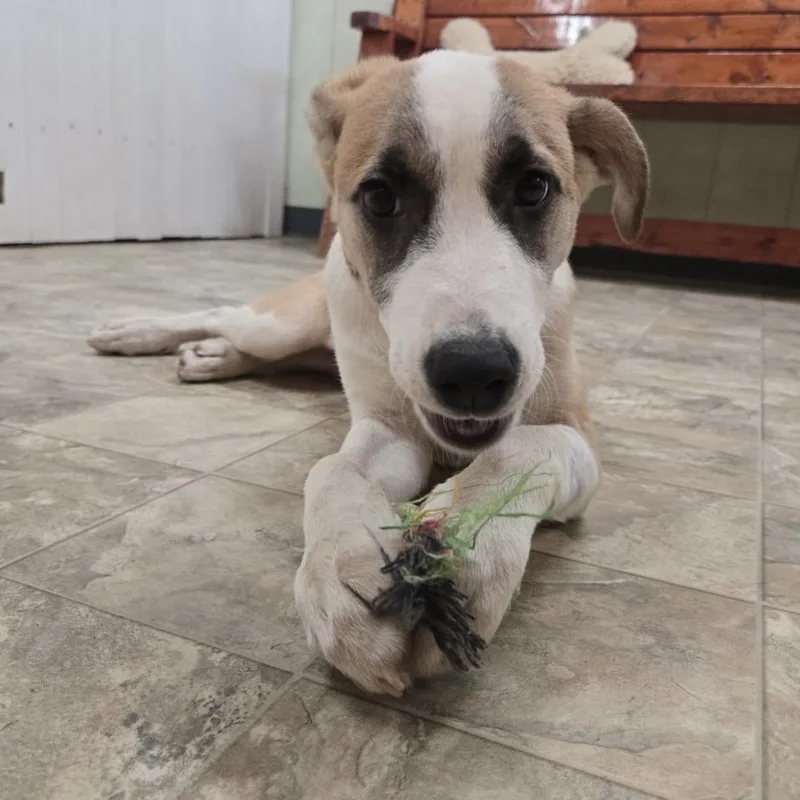 A young large-sized female Great Pyrenees dog named Pie for adoption in Pilot Point, TX