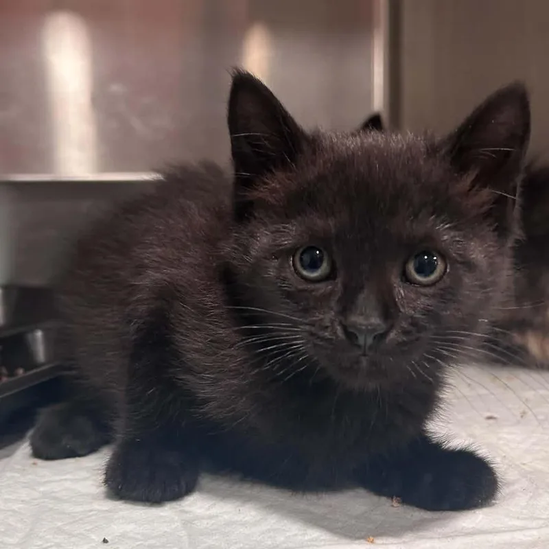 A baby small-sized male Black Domestic Short Hair cat named Tootsie Roll for adoption in Manheim, PA