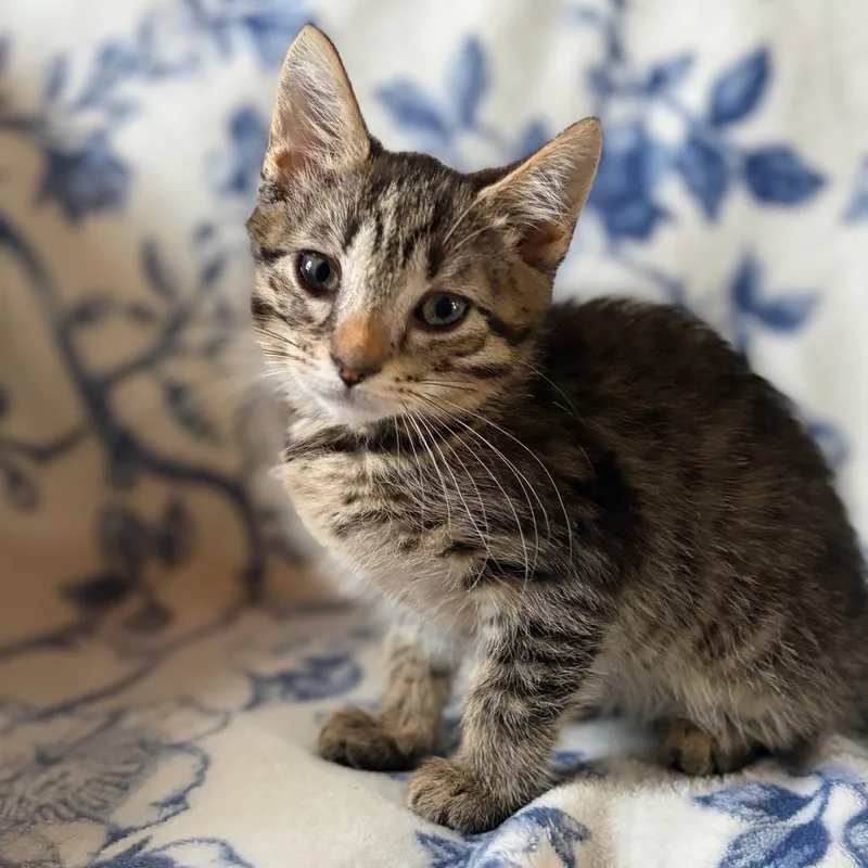 A baby small-sized female Brown / Chocolate Domestic Short Hair cat named Lagoon for adoption in Marshall, VA