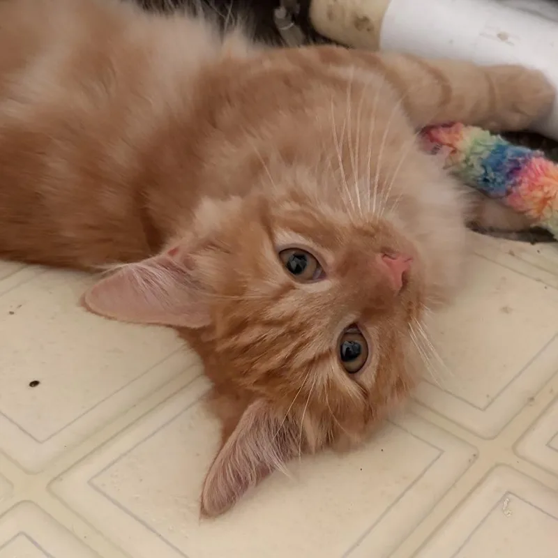 A baby medium-sized male Domestic Medium Hair cat named Scarecrow for adoption in Greensburg, PA