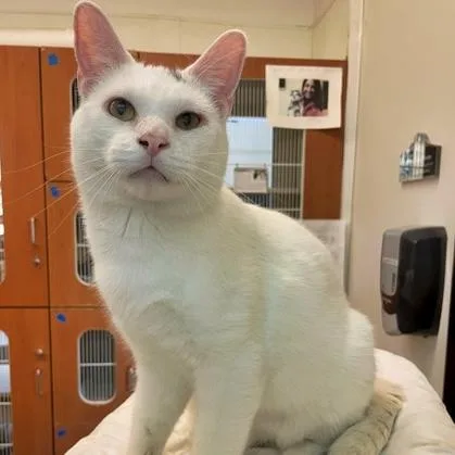 A young medium-sized male White Domestic Short Hair cat named Ghost for adoption in Rochester, MN