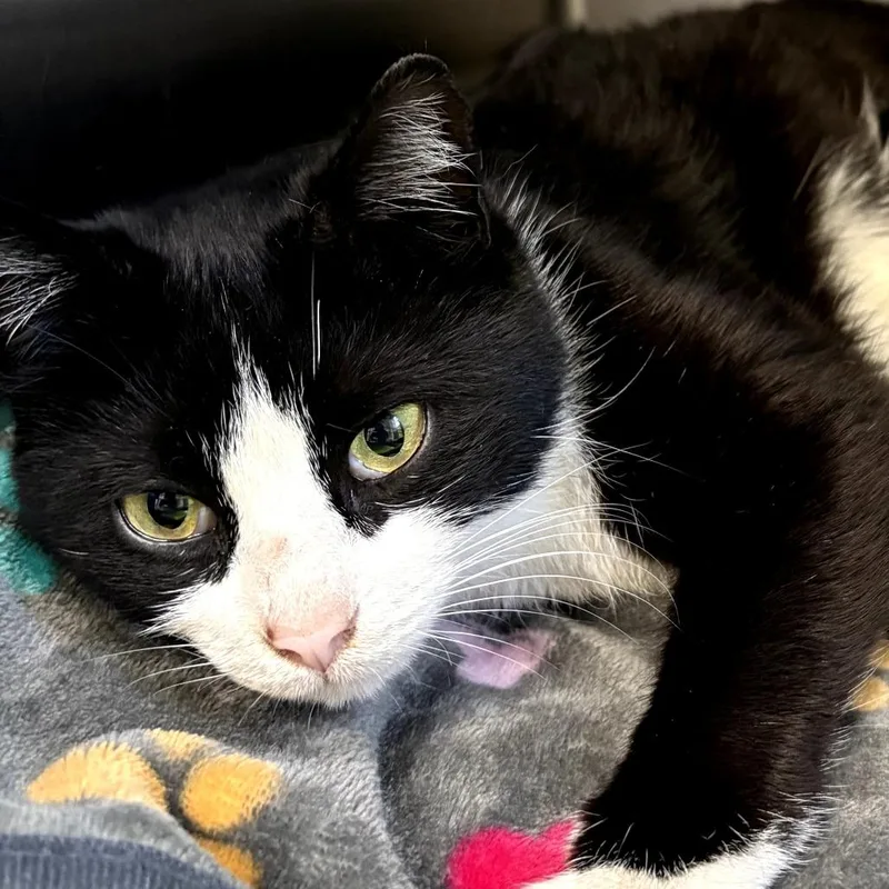 A young medium-sized female Black Domestic Short Hair cat named Magpie for adoption in East Hanover, NJ