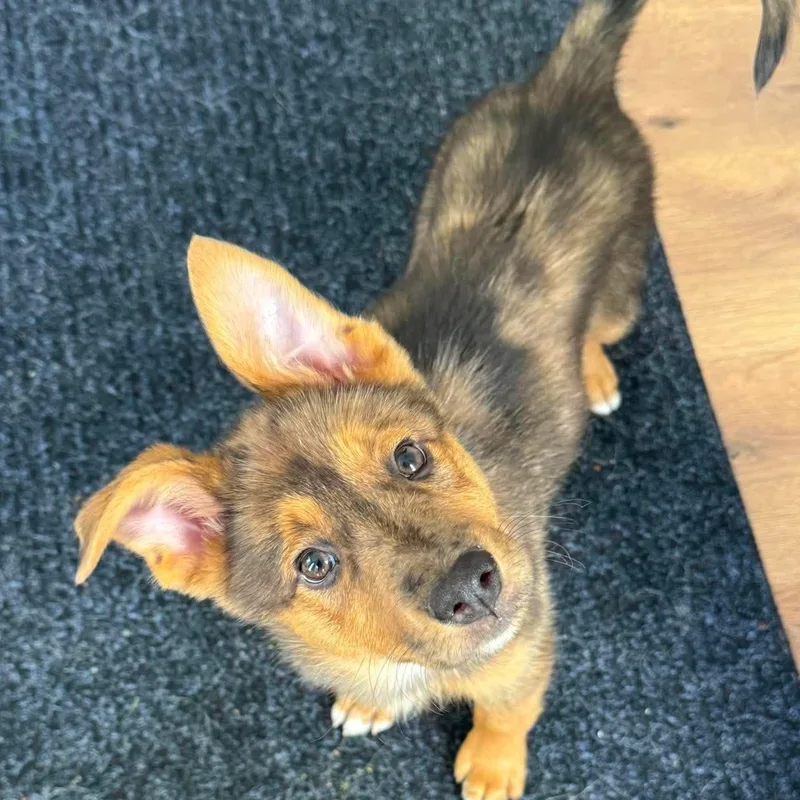Piper
