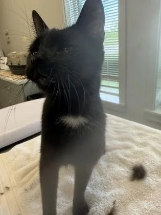 An adult medium-sized female Domestic Short Hair cat named Poppy for adoption in Lafayette, IN