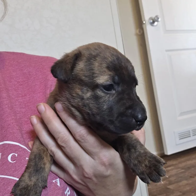 Zuri thumbnail 3