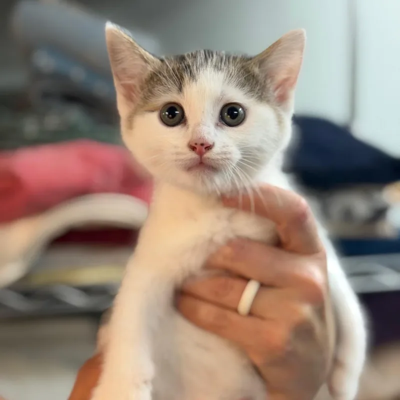 A baby small-sized female White Domestic Short Hair cat named Wobbegong for adoption in Brownsboro, AL