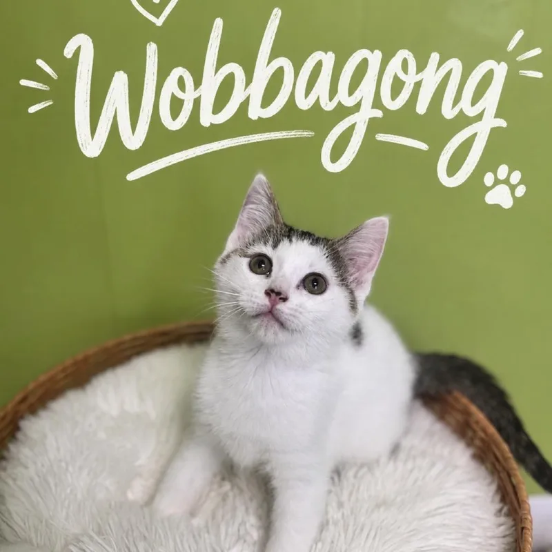 Wobbegong thumbnail 2