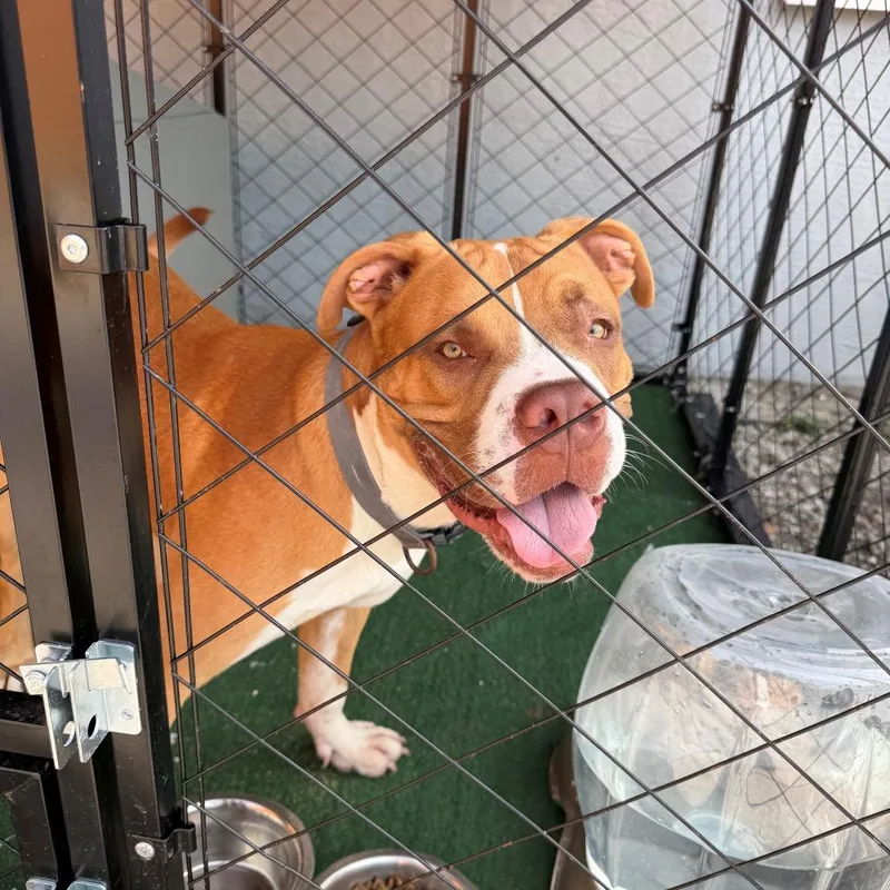 A young medium-sized male Mixed Breed dog named Rocky for adoption in West Palm Beach, FL
