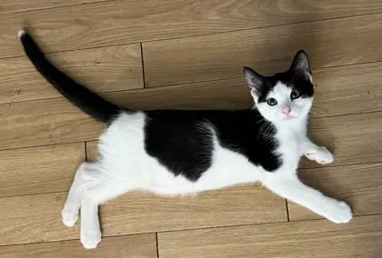 A young small-sized male Domestic Short Hair cat named Alex for adoption in Phoenix, AZ