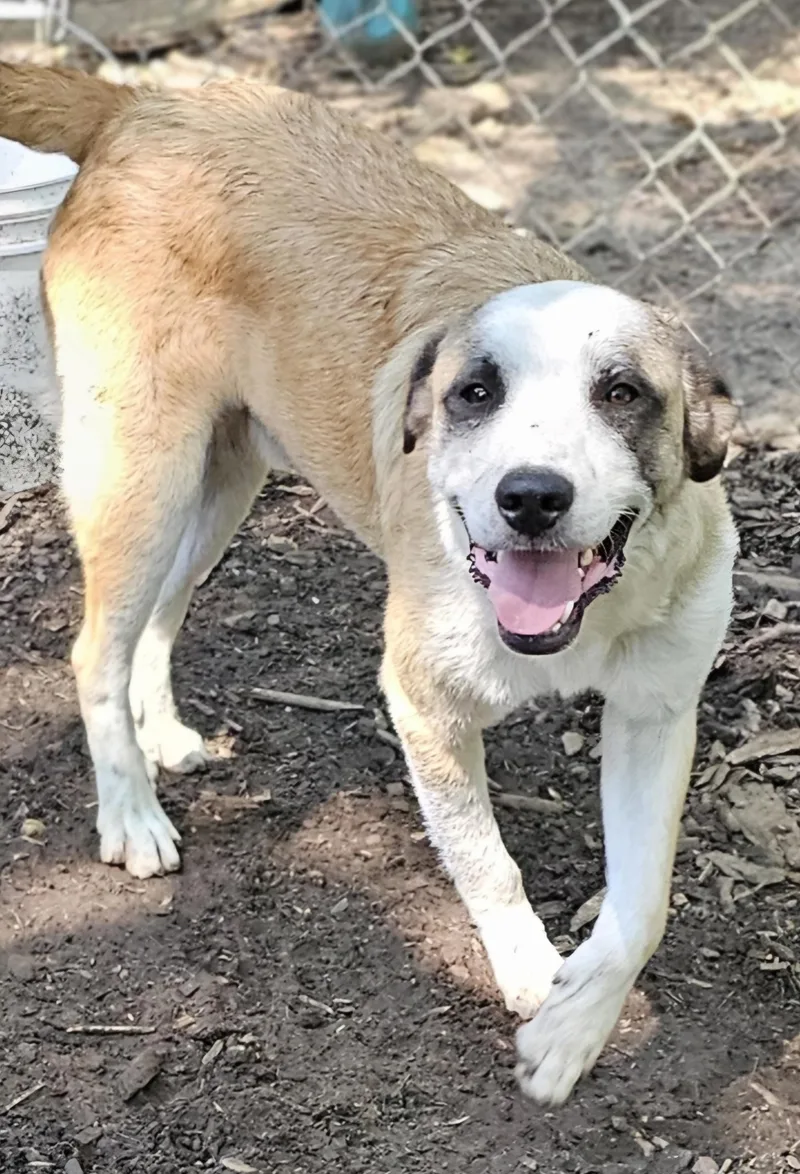 A young medium-sized male Apricot / Beige Australian Shepherd dog named Coone for adoption in Columbia, MO