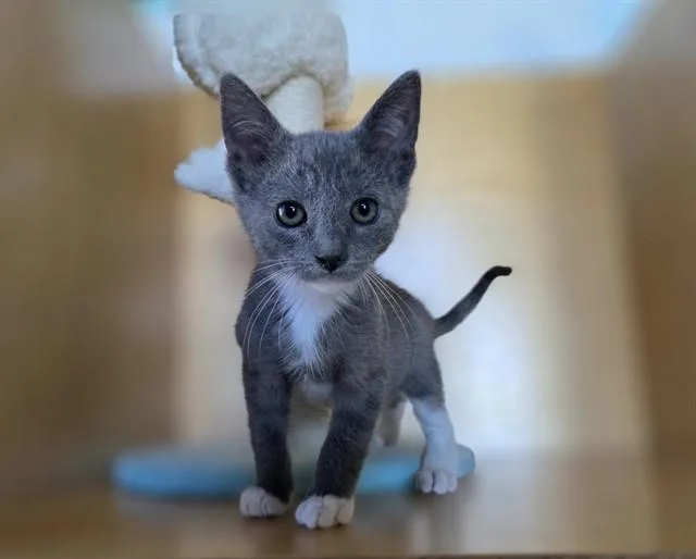 A baby small-sized male Domestic Short Hair cat named Emerald Jade Green Ball for adoption in Antioch, CA