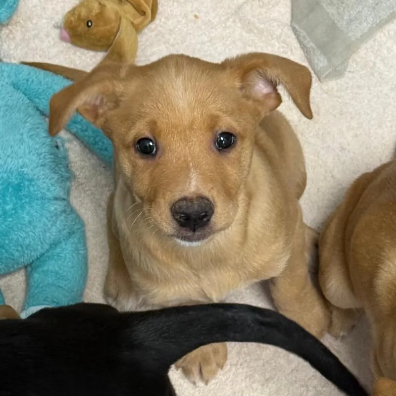 A baby medium-sized female Mixed Breed dog named Challah for adoption in Roanoke, VA
