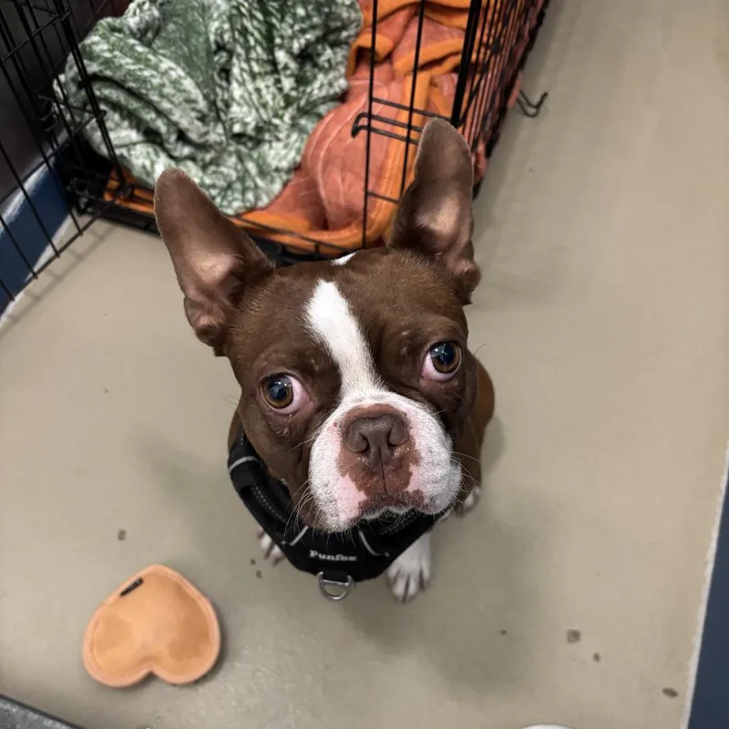 An adult small-sized male Brown / Chocolate Boston Terrier dog named Ace for adoption in Rexburg, ID