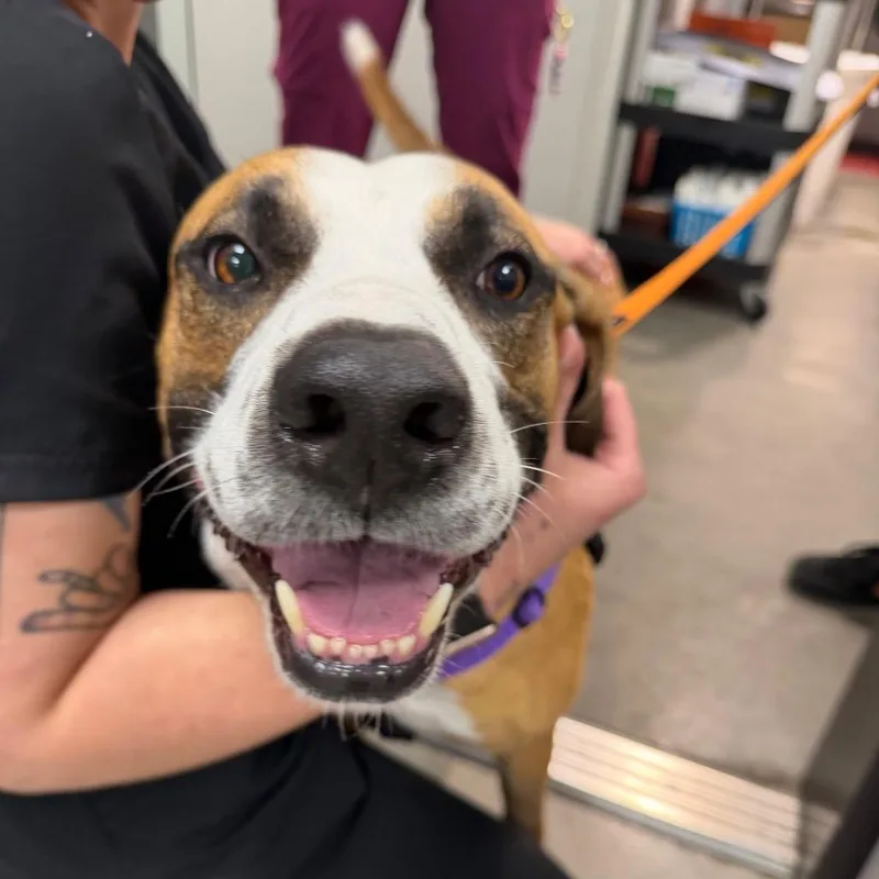 An adult large-sized male Yellow / Tan / Blond / Fawn Terrier dog named Chase for adoption in Tampa, FL