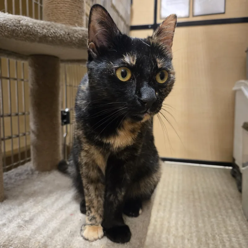 A young medium-sized female Tortoiseshell Domestic Short Hair cat named Butters for adoption in Worcester, MA