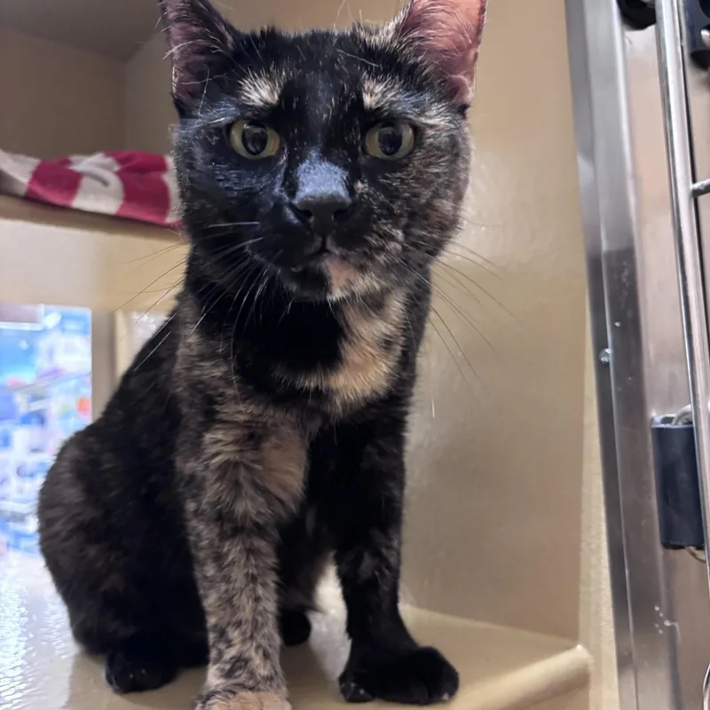 Butters thumbnail 4
