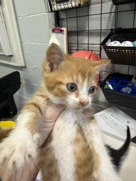 A baby small-sized male Domestic Short Hair cat named Pierogi for adoption in Mobile, AL