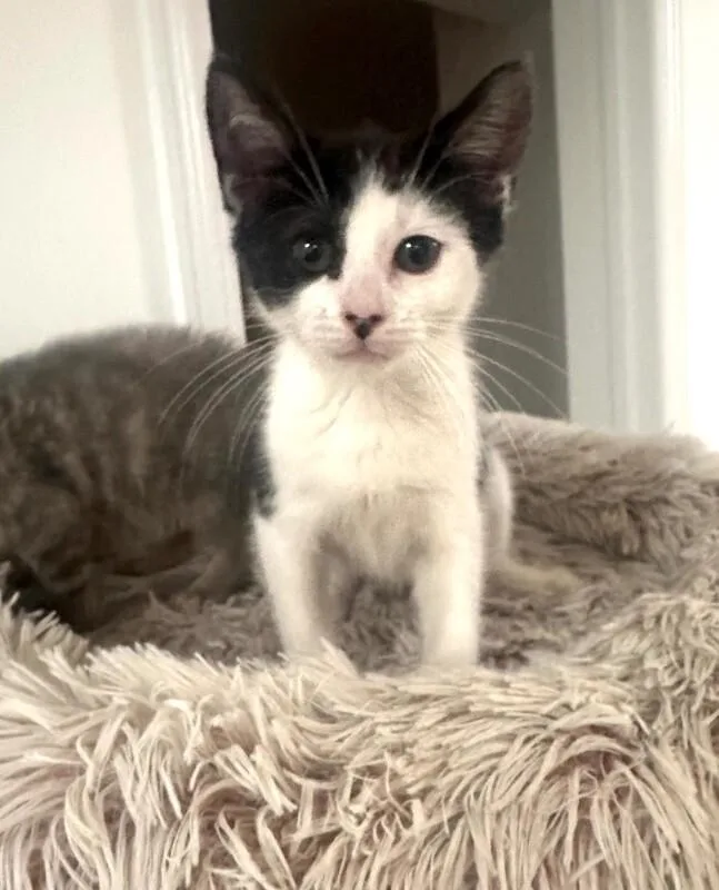 A young medium-sized female White Domestic Short Hair cat named Petunia for adoption in North Babylon, NY