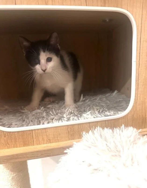 Petunia thumbnail 2