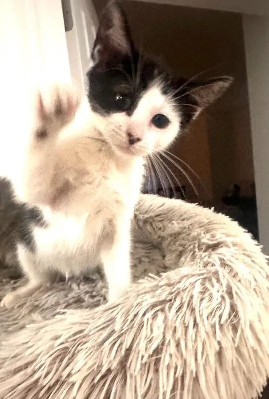 Petunia thumbnail 4