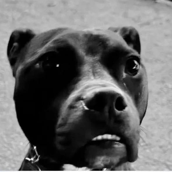 An adult medium-sized male Black Pit Bull Terrier dog named Beau for adoption in Santa Rosa, CA
