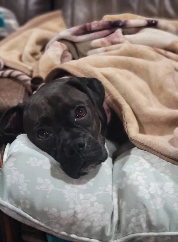 A young medium-sized female Boxer dog named Bristol for adoption in Fountaintown, IN