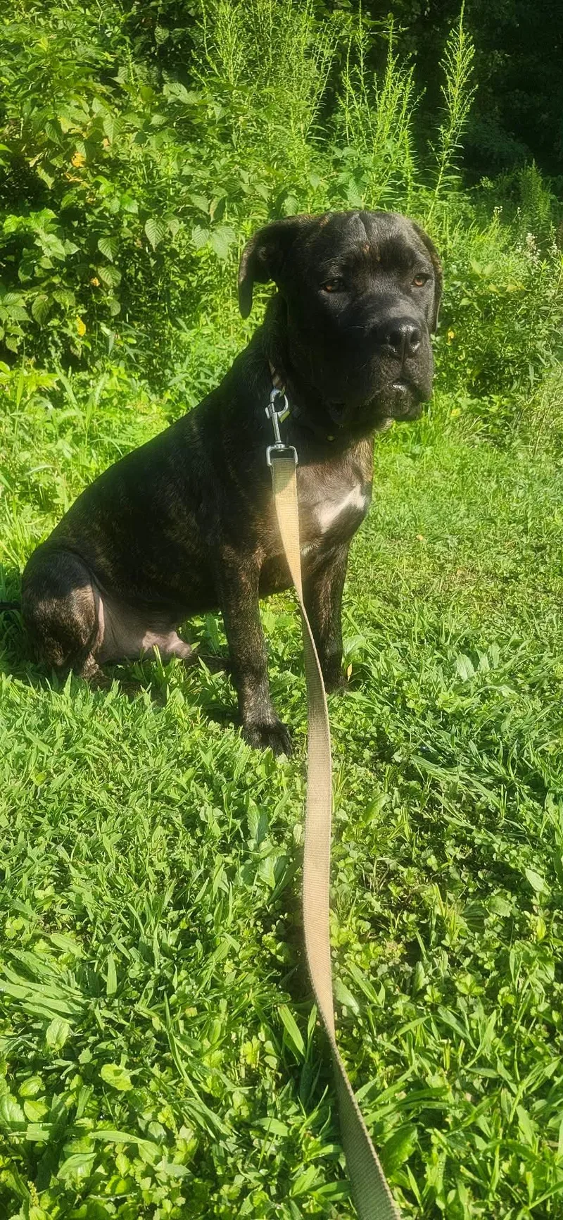 A baby extra large-sized male Mastiff dog named Norman for adoption in Chambersburg, PA