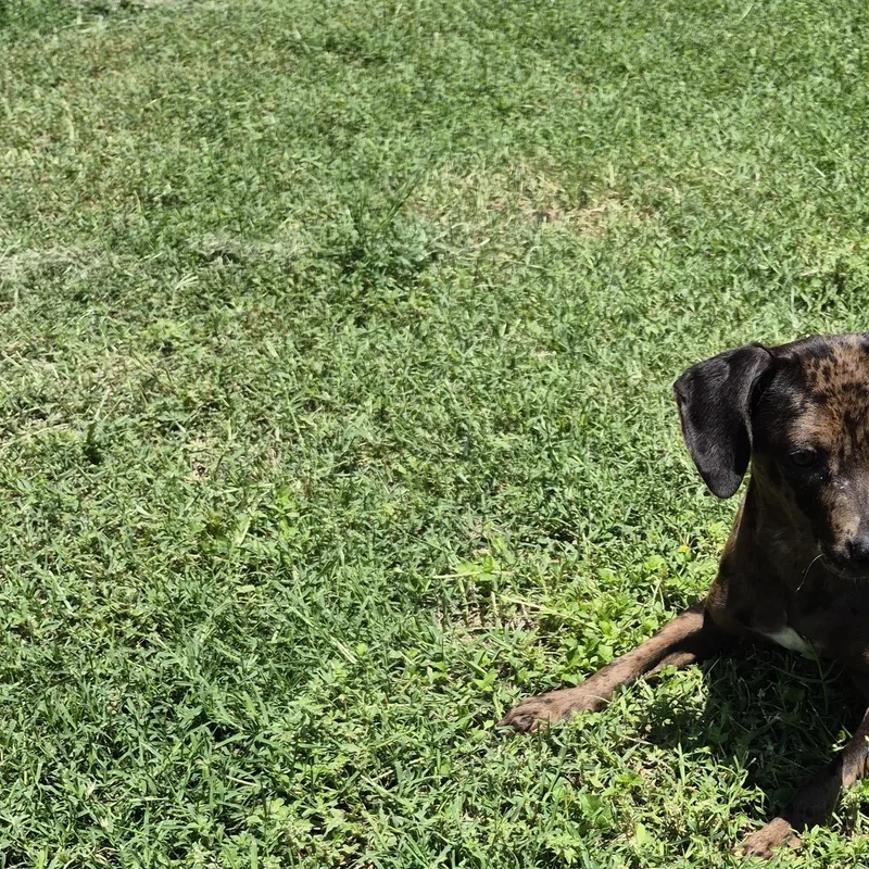 A young medium-sized female Catahoula Leopard Dog dog named Galaxy for adoption in Schertz, TX