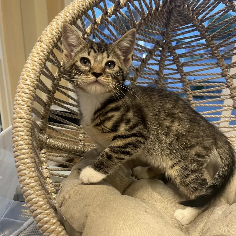 A baby small-sized male Brown / Chocolate Domestic Short Hair cat named Wiley for adoption in Pasadena , MD