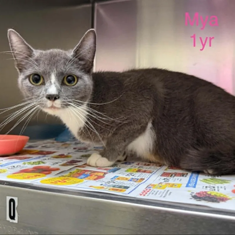 Mya thumbnail 2