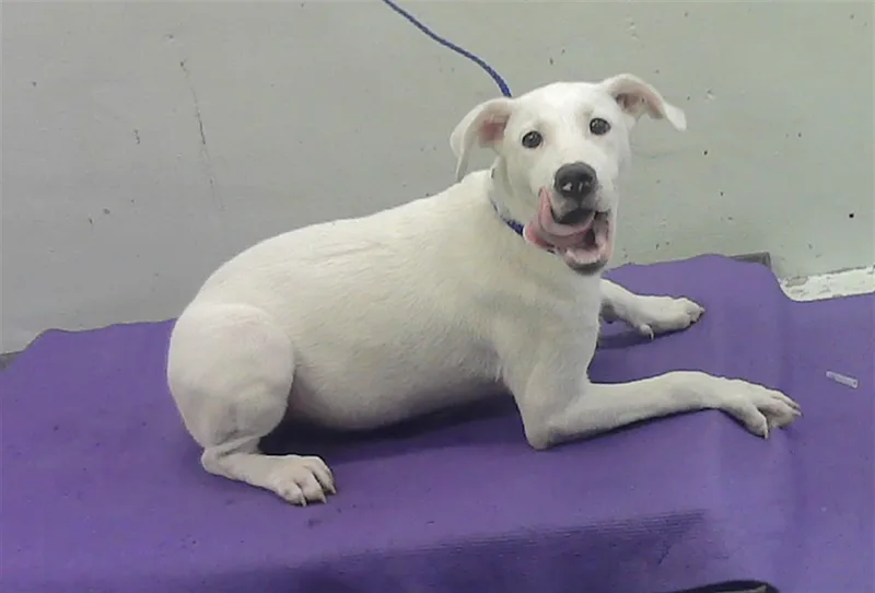 A baby small-sized male German Shepherd Dog dog named Mitch for adoption in Houston, TX