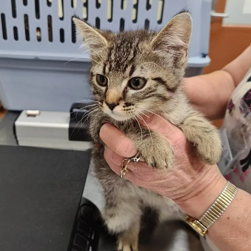 A baby small-sized male Gray / Blue / Silver Domestic Short Hair cat named Iepastray_ for adoption in Upland, CA