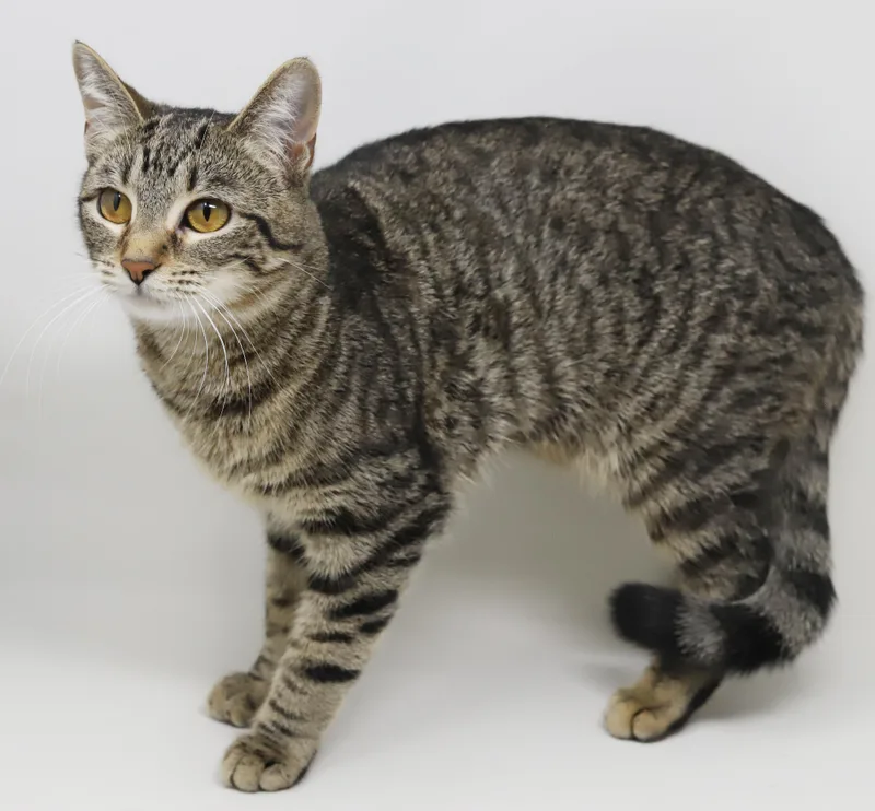 Mimi Is A Gentle thumbnail 5